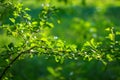 Defocus fresh green tree leaves, frame. Natural background. Closeup beautiful view of nature green leaf on blurred Royalty Free Stock Photo