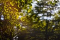 Defocus fresh green tree leaves, frame. Natural background. Closeup beautiful view of nature green leaf on blurred background with Royalty Free Stock Photo