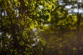 Defocus fresh green tree leaves, frame. Natural background. Closeup beautiful view of nature green leaf on blurred Royalty Free Stock Photo