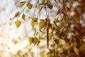 Defocus fresh green tree leaves, frame. Natural background. Closeup beautiful view of nature green leaf on blurred Royalty Free Stock Photo