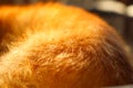 Defocus ginger cat& x27;s fur background. Close-up of ginger cat fur for texture or background with sun and shadow. Copy Royalty Free Stock Photo
