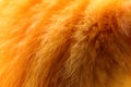 Defocus ginger cat& x27;s fur background. Close-up of ginger cat fur for texture or background with sun and shadow. Copy Royalty Free Stock Photo