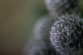 Defocus globe gray Thistle flowers grass wild on green background. Globe-Thistle Flower. Coronavirus molecule. Virus Royalty Free Stock Photo