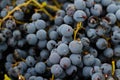 Defocus Grape background close-up, closeup. Flat lay, a lots of organic blue grapes, concept wine, crop and juice Royalty Free Stock Photo