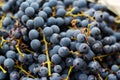 Defocus Grape background close-up. Flat lay, a lots of organic blue grapes, concept wine, crop and juice. Imperfect. Out Royalty Free Stock Photo