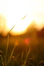 Defocus green grass background with sun beam. Bright natural bokeh. Soft focus. Abstract nature background. Vertical Royalty Free Stock Photo