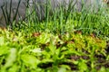 Defocus green vegetable gardening. Produce Onion, leek, aragula, spinach, salad, lettuce. Greens, greenery in arch solar