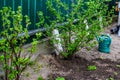 Defocus green watering can is standing on a beds. Greens. Gardening and farming. Blurred background soil. Young