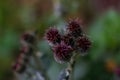 Defocus group globe burgundy Thistle flowers grass wild on green background. Globe-Thistle Flower Coronavirus molecule