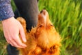 Defocus hand caressing cute homeless dog in summer park. Person hugging adorable orange spaniel dog with funny cute