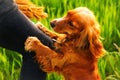 Defocus hand caressing cute homeless dog with sweet looking eyes in summer park. Person hugging adorable orange spaniel