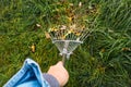 Defocus hand holding rake. Rake with fallen leaves at autumn. Gardening during fall season. Cleaning lawn from leaves