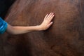 Defocus hand touching brown horse. A female hand stroking a brown horse. Tenderness and caring for animals concept