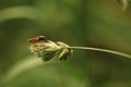 Defocus home housefly sitting on a long green wheat grass close up macro shoot. insect fly with black eyes and has thin Royalty Free Stock Photo