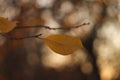 Defocus last yellow leaf hanging on the branch of the tree on blurred background of late autumn woodland. Symbol of late Royalty Free Stock Photo