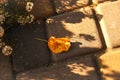 Defocus last yellow leaf ling on the floor outside on blurred background of late autumn woodland. Symbol of late rainy Royalty Free Stock Photo