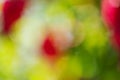 Defocus light background red green yellow white. Blur, natural bokeh from plants. Defocus