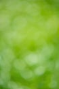 Defocus light background vertical photo blurred greenery Royalty Free Stock Photo