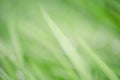 Defocus light blurred natural bokeh of green grass as background