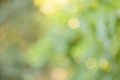 Defocus lights green natural. Bokeh. Blurred leaves Royalty Free Stock Photo