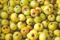 Defocus many yellow fruits background. Green apple texture, lots of green apples. Apples storage. Bunch of green Royalty Free Stock Photo