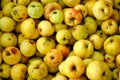 Defocus many yellow fruits background. Green apple texture, lots of green apples. Apples storage. Bunch of green Royalty Free Stock Photo
