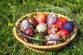 Defocus multicolored easter eggs. Decorated pysanka and krashanka. Wooden Basket With Easter Eggs In The Green Grass. Close-up.