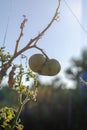 Defocus, noise, blur, grain effect. Unripe green tomato on a bra Royalty Free Stock Photo