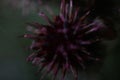 Defocus one globe burgundy Thistle flowers grass wild on green background. Globe-Thistle Flower. Coronavirus molecule