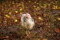 Defocus one little chicken on a brown blurred nature background. White young chicken looking at camera. Out of focus Royalty Free Stock Photo