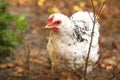 Defocus one little chicken on a brown blurred nature background. White young chicken walking. Portrait face. Out of Royalty Free Stock Photo