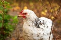 Defocus one little chicken on a brown blurred nature background. White young chicken walking. Portrait. Out of focus Royalty Free Stock Photo