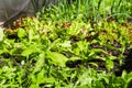 Defocus organic farm vegetable gardening. Onion, leek, aragula, spinach, salad, lettuce. Greens, greenery in arch solar house.