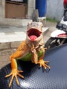 defocus photo of iguana with cute smiling expression on box