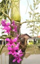 defocus photo of purple flowers that live by sticking to other tree plants