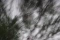 defocus photo of spruce tree