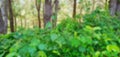 Defocus photo of view of nature in the green forest