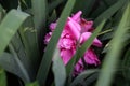 Defocus pink peony flower with water drop. Pink flowers peonies flowering on background green leaves. Peonies garden Royalty Free Stock Photo