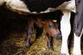 Defocus portrait of cow with baby calf standing in barn with hay. Brown chocolate baby cow calf standing at farm Royalty Free Stock Photo