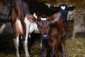 Defocus portrait of cow with baby calf standing in barn with hay. Brown chocolate baby cow calf standing at stall at