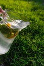 Defocus pouring glass jug of lemonade with lemon and mint in on natural green background. Drops of water. Pitcher of Royalty Free Stock Photo