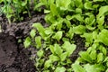 Defocus radish leaves and onions leek texture. Organic radish grows in the ground. Young radishes grow in a bed in the garden.