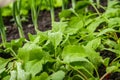 Defocus radish leaves and onions leek texture. Organic radish grows in the ground. Young radishes grow in a bed in the garden.