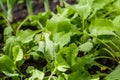 Defocus radish leaves texture. Organic radish grows in the ground. Young radishes grow in a bed in the garden. Green texture Royalty Free Stock Photo