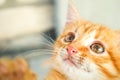 Defocus red cat closeup. Portrait of young ginger kitten. Closeup face red cat. Out of focus Royalty Free Stock Photo