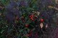 Defocus red ripe berries on thin bush branches in park or forest. Holly plant, ilex verticillata, on autumn forest