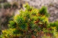 Defocus siberian dwarf pine, Pinus pumila, yellow dry or ill. Wild plants of Siberia. Beautiful natural green background