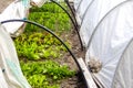 Defocus two low tunnel greenhouse. Leek and onions, salad, lettuce growing. Greens in the greenhouse. Gardening and