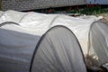 Defocus two low tunnel greenhouses in the garden. Against the backdrop of a white house and tulips. Gardening and