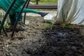 Defocus view Of farmer female Watering Garden Plants and soil, Irrigation Water In The Garden Plastic sprinkling can or